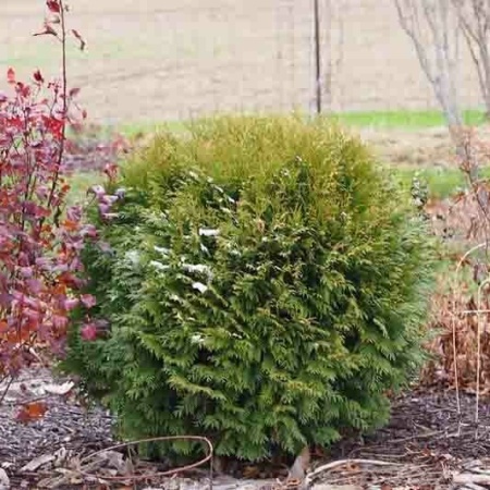 Туя западная Woodwardii