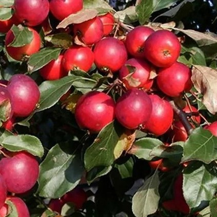 Яблоня декоративная Пионерка2