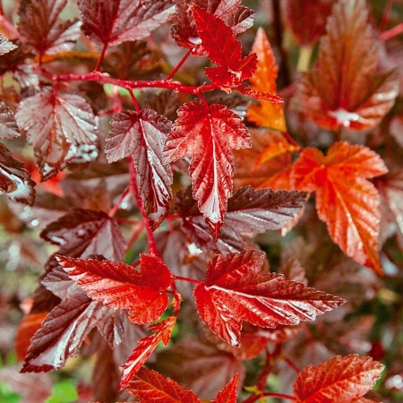 Пузыреплодник калинолистный Little Angel