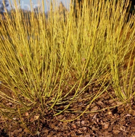 Дерен отпрысковый