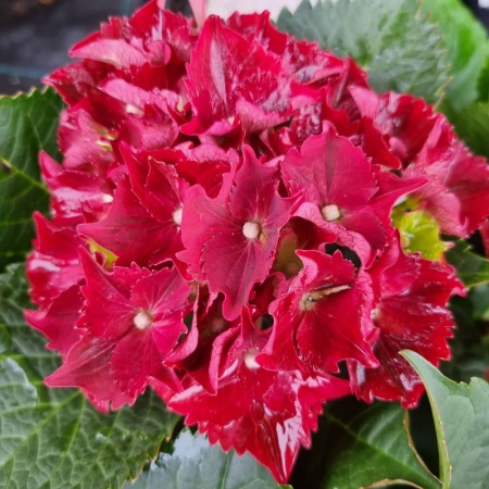 Гортензия крупнолистная Royal Red Purple2