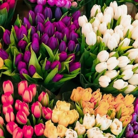 Тюльпан в ассортимете