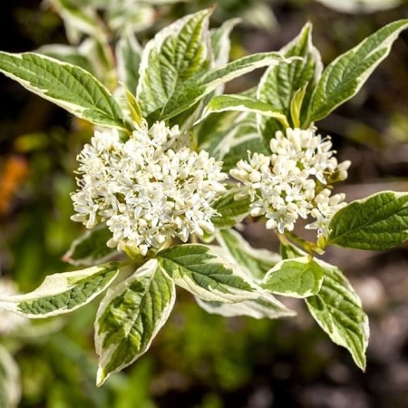 Дерен белый Sibirica Variegata