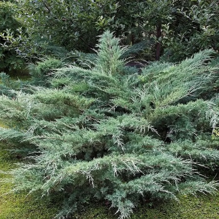 Можжевельник виргинский Hetz