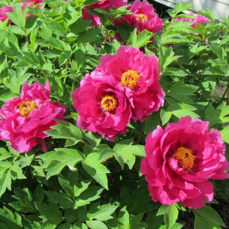 Пион Itoh Pink Ardour