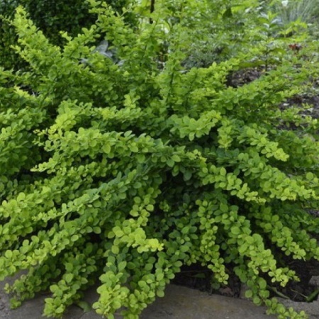 Барбарис Тунберга