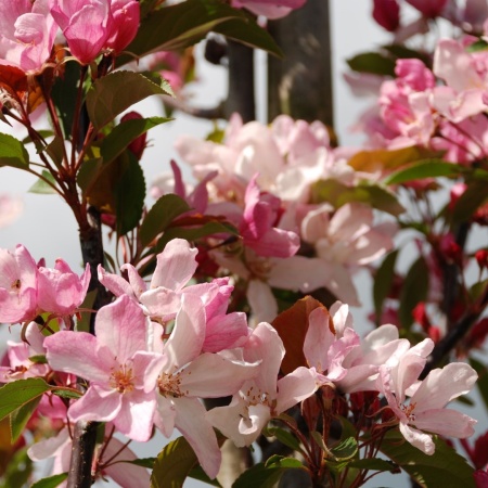 Яблоня декоративная Red Obelisk