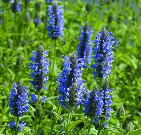 Котовник жилковатый Блю Мун (Blue Moon)2