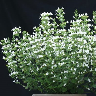 Душевик котовниковый Marvelette White