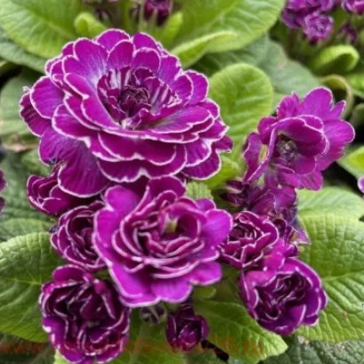 Примула Belarina Purple Diamond