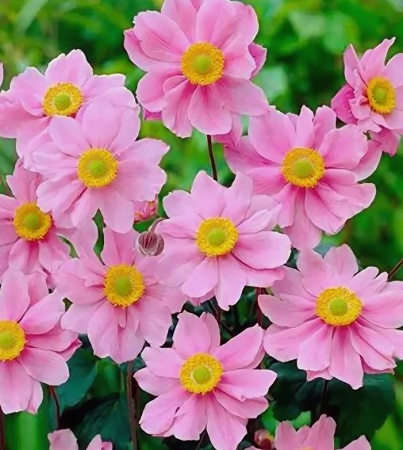 Анемона Серенада