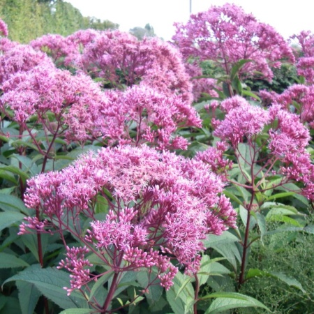 Посконник пятнистый Atropurpureum Посконник пятнистый Atropurpureum