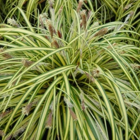 Осока Морроу Variegata