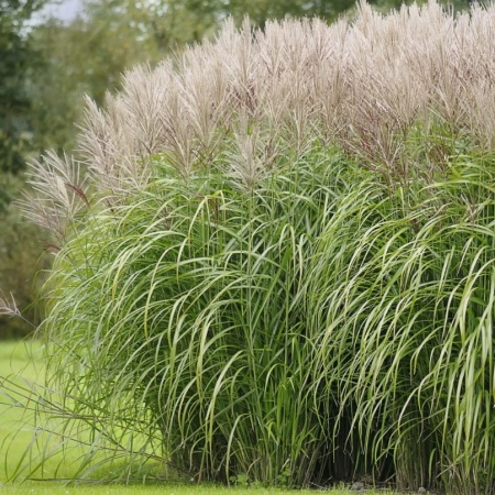 Мискантус китайский Grosse Fontаne