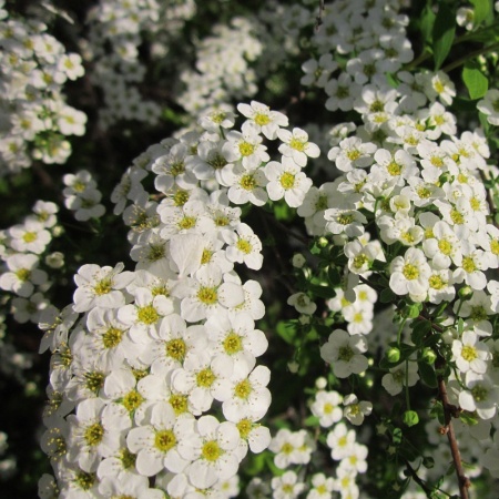 Спирея серая Грефшейм (Grefsheim)