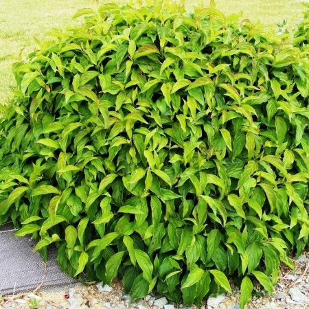 Дерен отпрысковый Kelsey s Dwarf