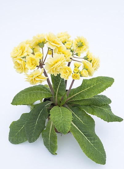 Примула Pretty Polly Buttercream 1 Примула Pretty Polly Buttercream 1