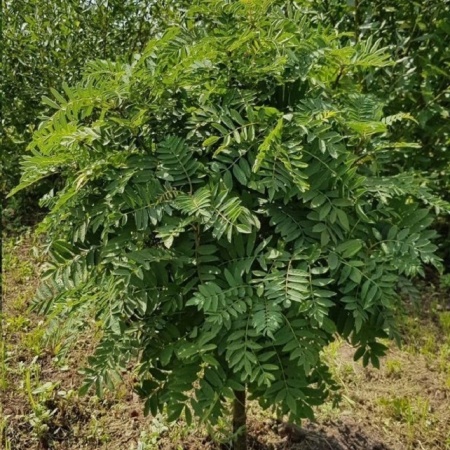 Рябина Голобоза