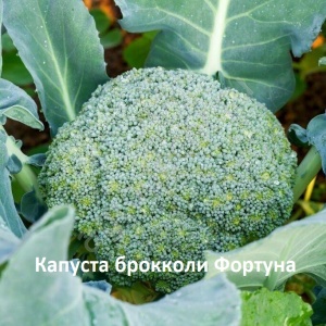 капуста брокколи Фортуна