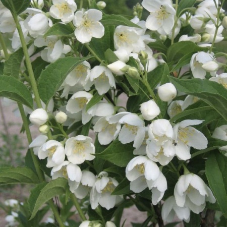 Чубушник Воздушный десант