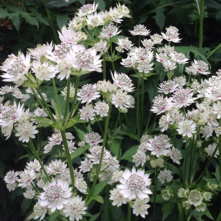 астранция стар оф биллион