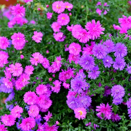 Астра китайская