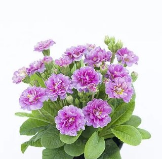 Примула Pollyanna Pink Fountein