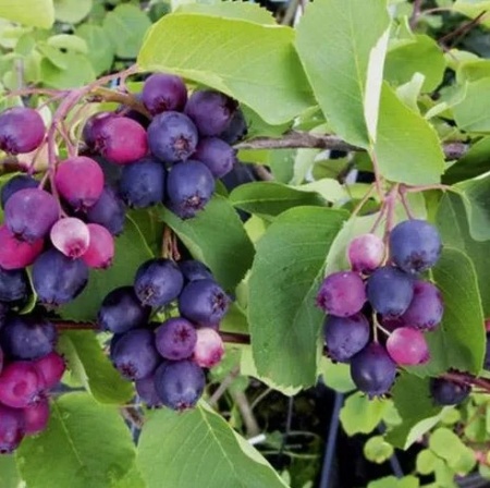 ирга Ханивуд