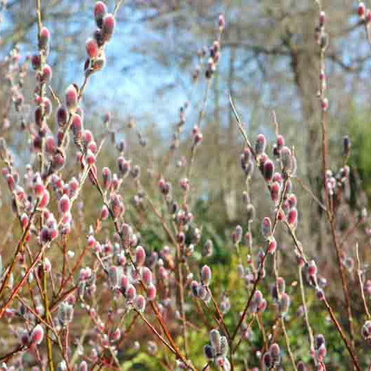 Ива тонкостолбиковая Mount Aso