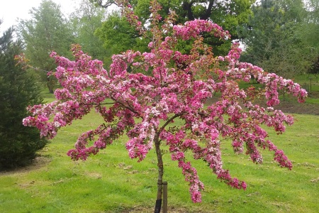 яблоня декор.бренди мэджик