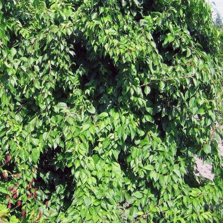 Древогубец круглолистный