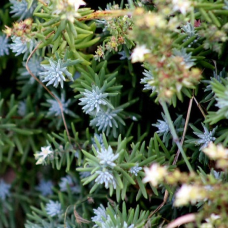 Седум серый