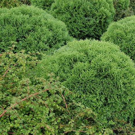 туя западная Little Giant2