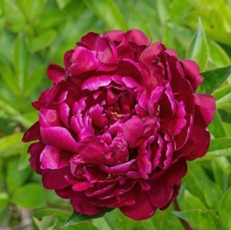Пион W.F. Turner 1