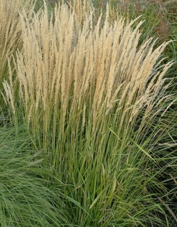 Молиния Karl Foerster 2