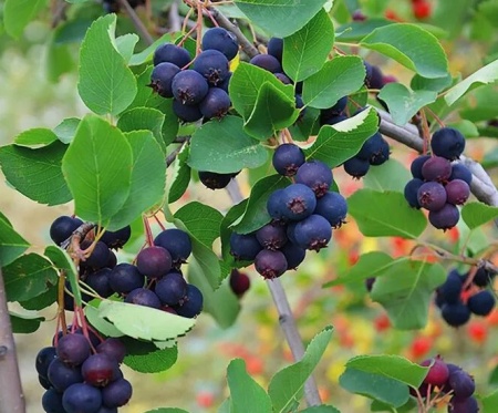 Ирга Тиссен