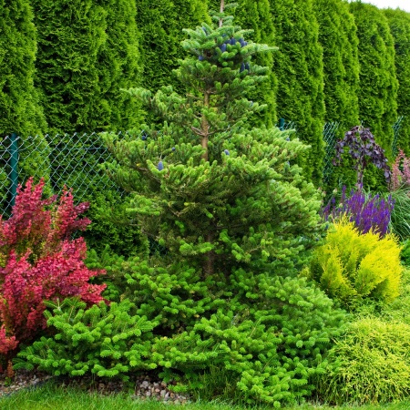 Пихта корейская