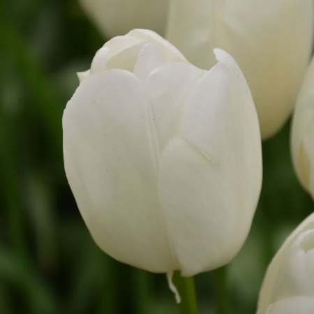 Тюльпан Buffalo2