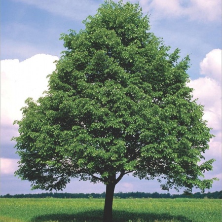 Липа мелколистная