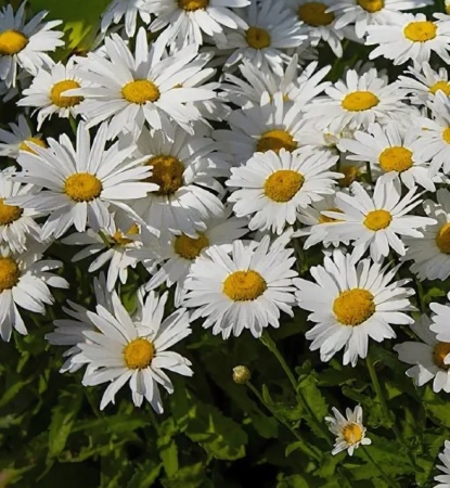 Ромашка садовая, Нивяник Madonna  2