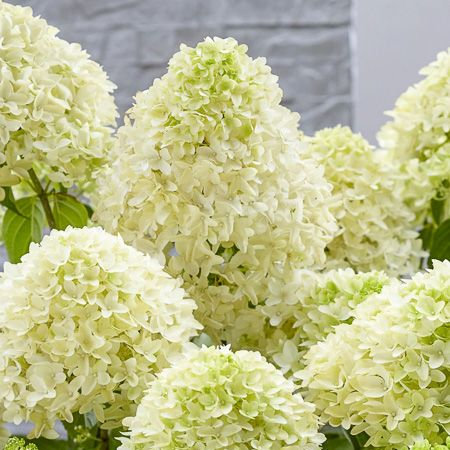 Гортензия метельчатая Skyfall2