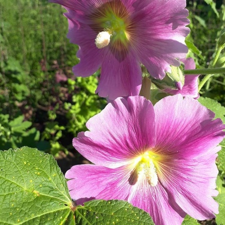 Мальва многолетняя3