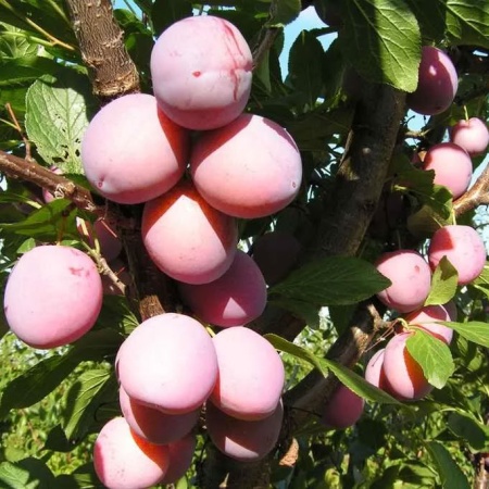 Слива Нарач