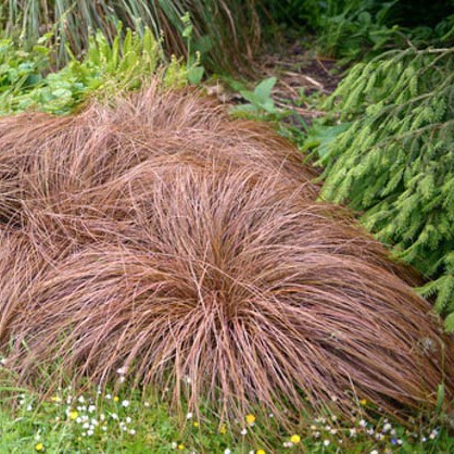 Осока власовидная Бронзовые Кудри2