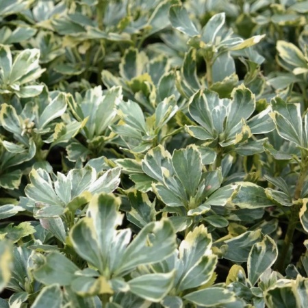 Пахизандра Variegata