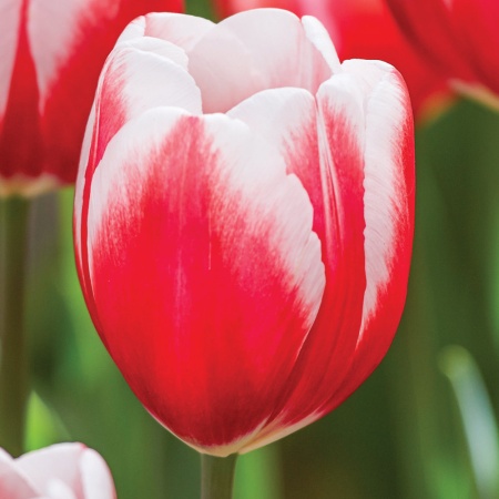 Тюльпан Timeless