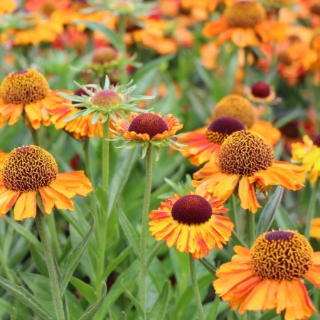 Гелениум Short And Sassy