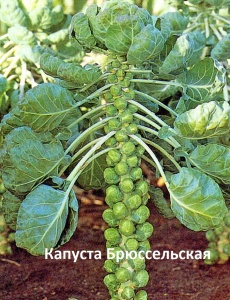 капуста Брюсельская