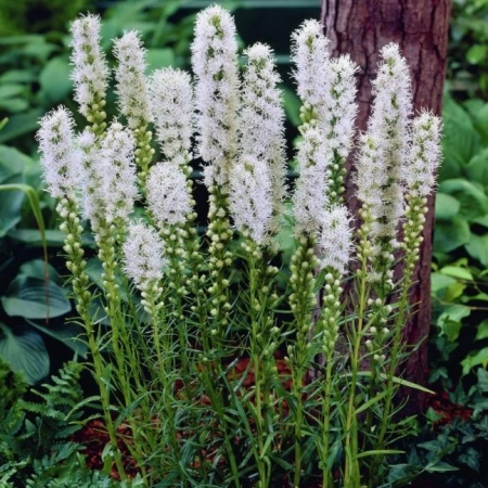 Лиатрис колосковый Floristan Weiss (Флористан Вайс)