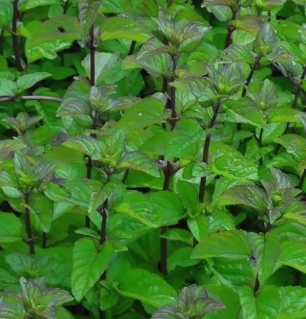 Мята Оранжеминце